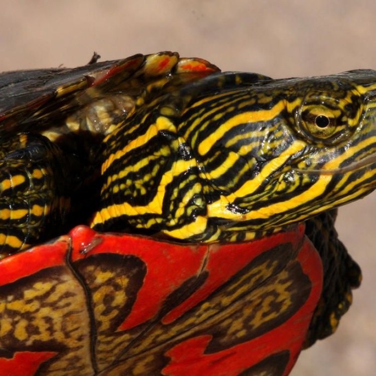 A Colorful Peek into the World of Painted Turtles: Chrysemys picta