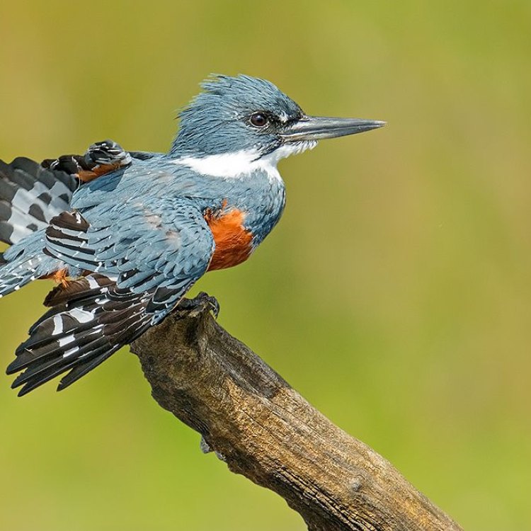Ringed Kingfisher: The Mighty Hunter of the Americas