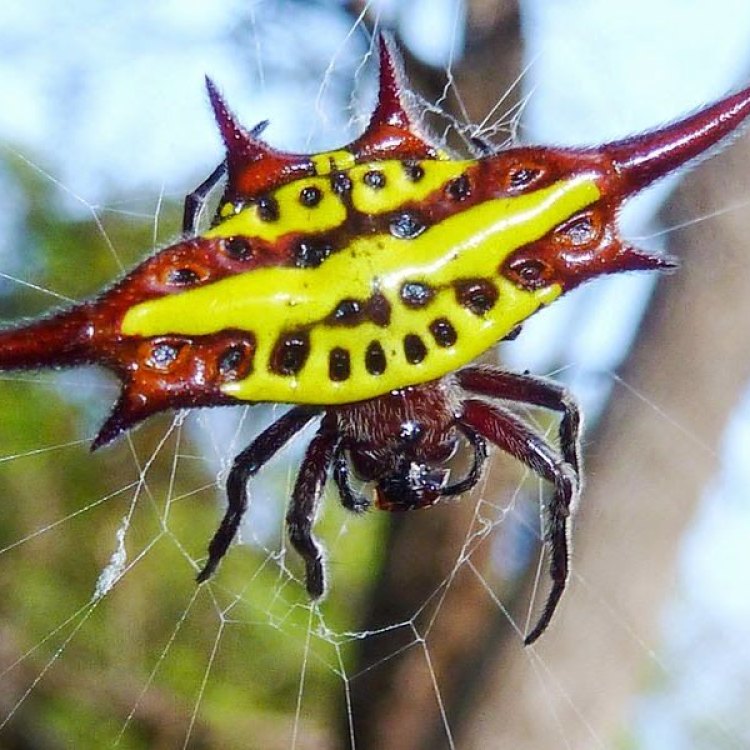 The Beautiful Yet Deadly Long Winged Kite Spider: Exploring the Fascinating Life of Gasteracantha Acrosoma