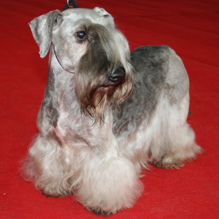 The Canis lupus familiaris from Czech Republic