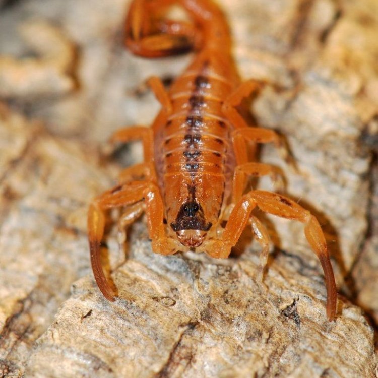 The Unique Features of the Bark Scorpion