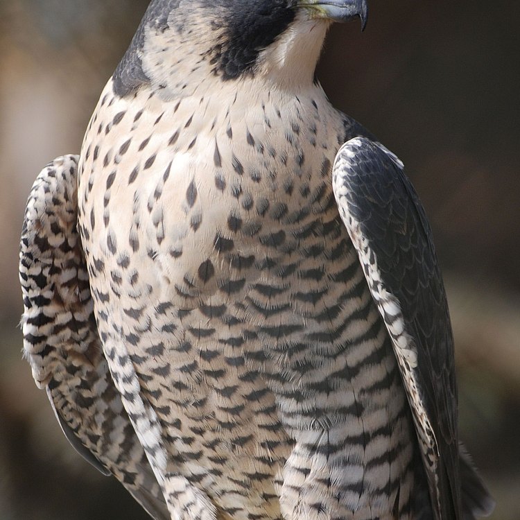 In Pursuit of the Fastest Animal in the World: The Peregrine Falcon
