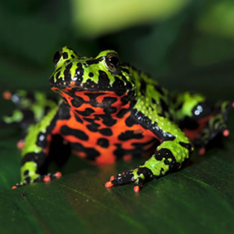 The Fascinating Fire Bellied Toad: A Jewel of Eastern Asia