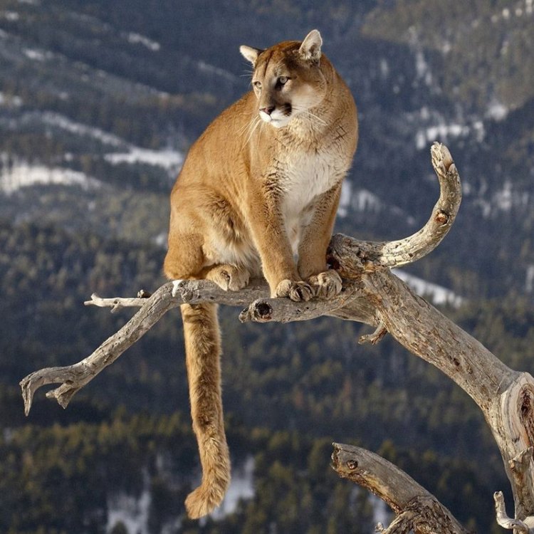The Elusive Mountain Lion: The Master of the Americas