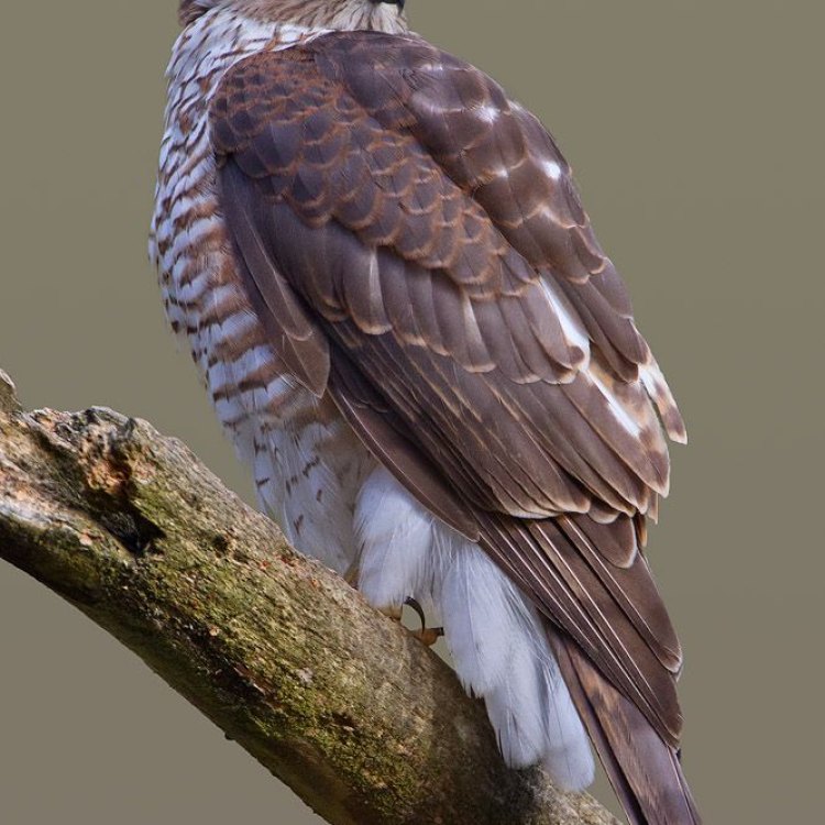 The Fierce and Elegant Eurasian Sparrowhawk: A Master Hunter of the Skies