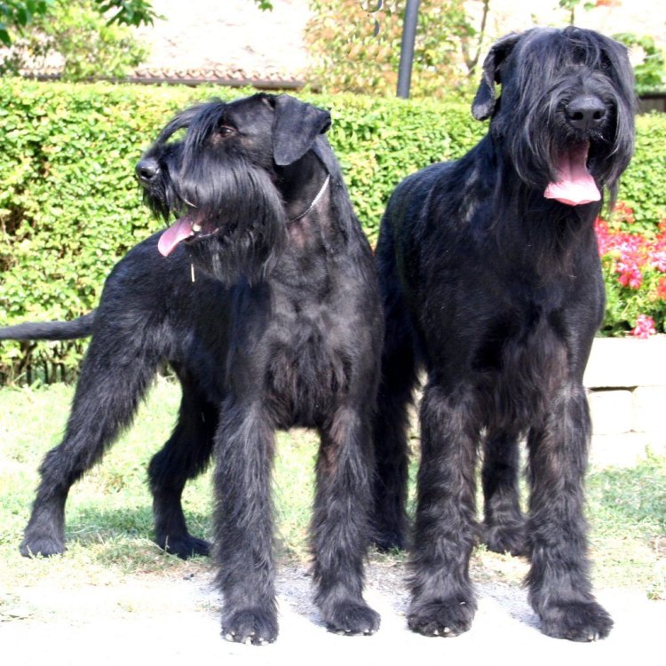 The Versatile and Loyal Giant Schnauzer: Your Perfect Companion