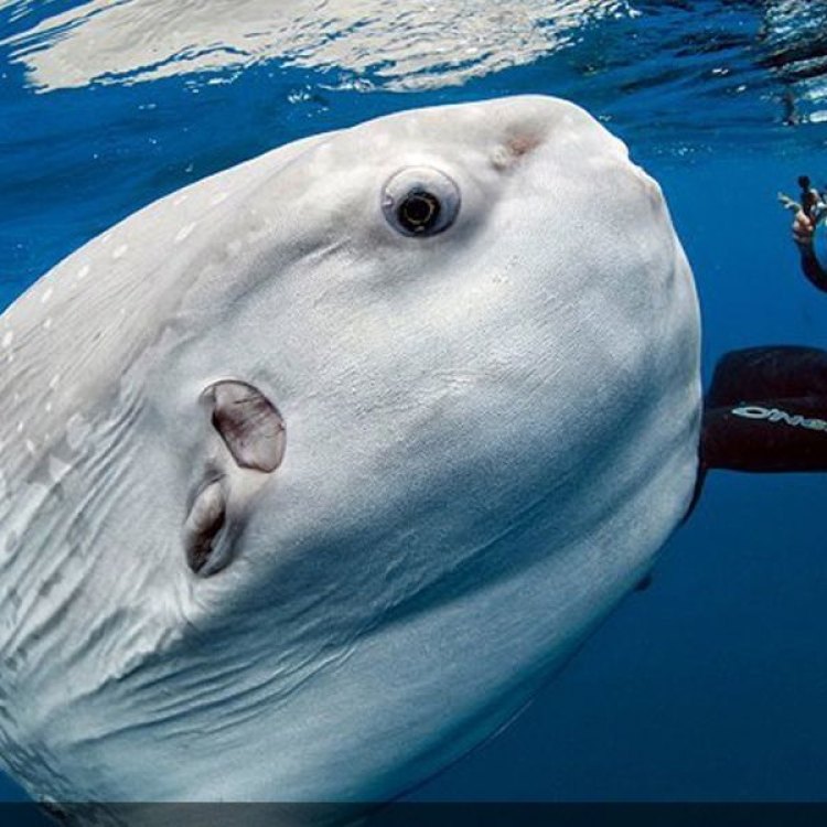 The Fascinating Mola Mola: The Unique Ocean Sunfish