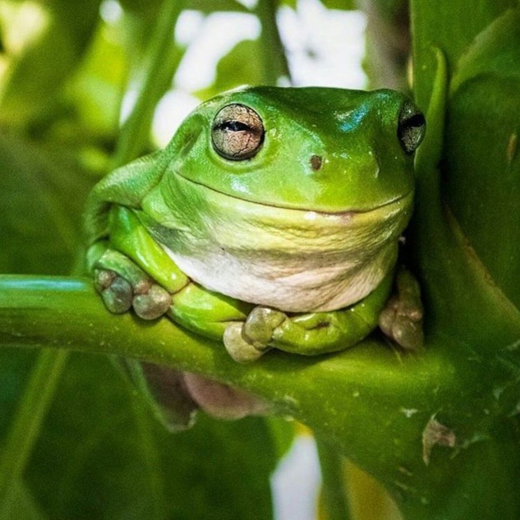 The Amazing Green Tree Frog: A Master of Adaptation