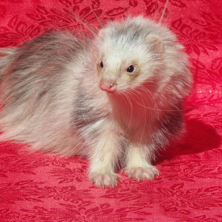 The Soft and Fluffy Angora Ferret: A Domesticated Carnivorous Delight