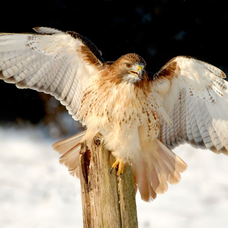 The Mighty Red-Tailed Hawk: A Master of the Skies