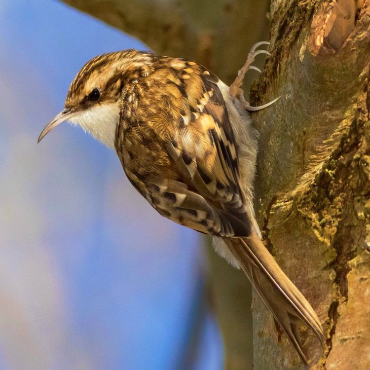 Unlocking the Mysteries of the Treecreeper: The Hidden Secrets of this Fascinating Bird