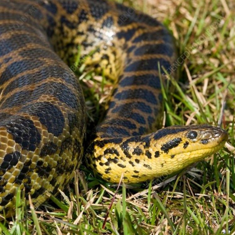 The Mighty Yellow Anaconda: A Master Predator of the South American Waters