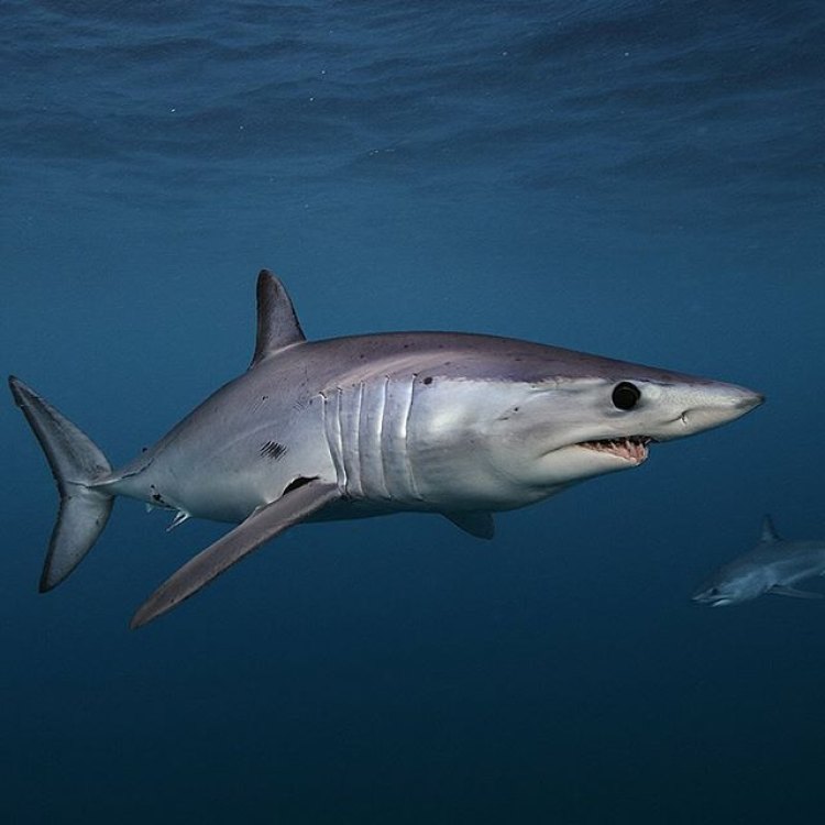 A Fascinating Look into the Shortfin Mako Shark: The Speed Demon of the Open Sea