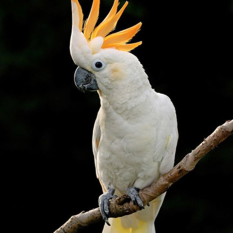 The Fascinating Cockatoo: A Colorful Bird of the Rainforest