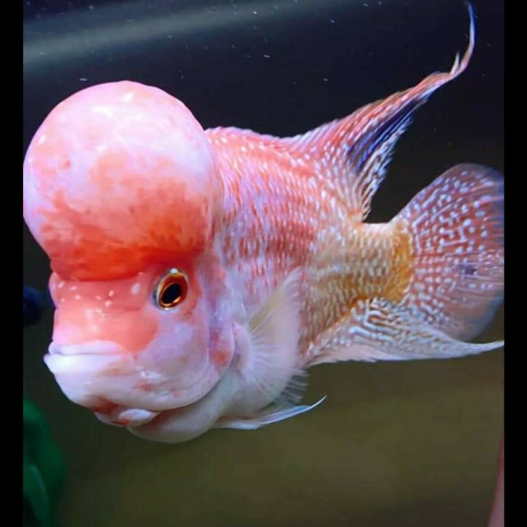 The Fascinating and Colorful Flowerhorn Fish: The King of Home Aquariums