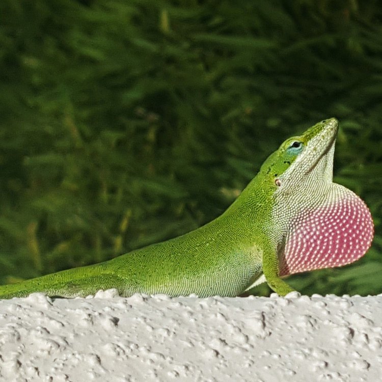 Meet the Fascinating Green Anole Lizard