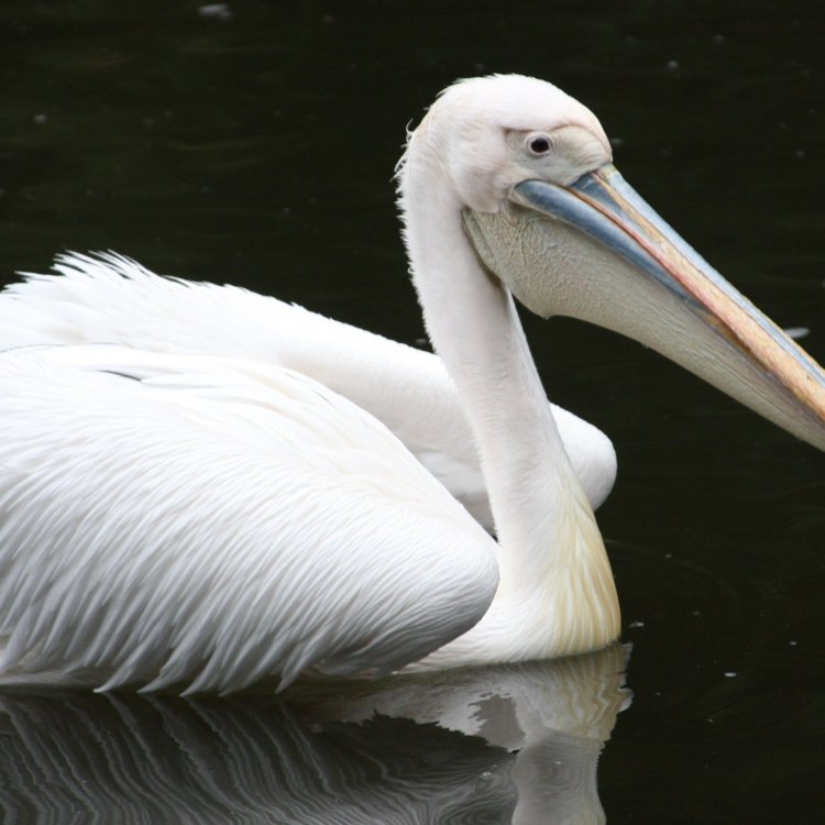 The Magnificent Pelican: A Fascinating Seabird