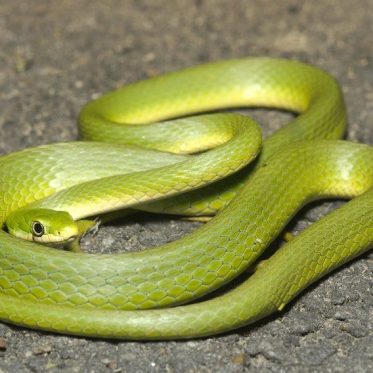 The Fascinating World of the Rough Green Snake
