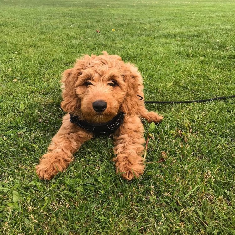 The Playful Pup: Meet the Double Doodle