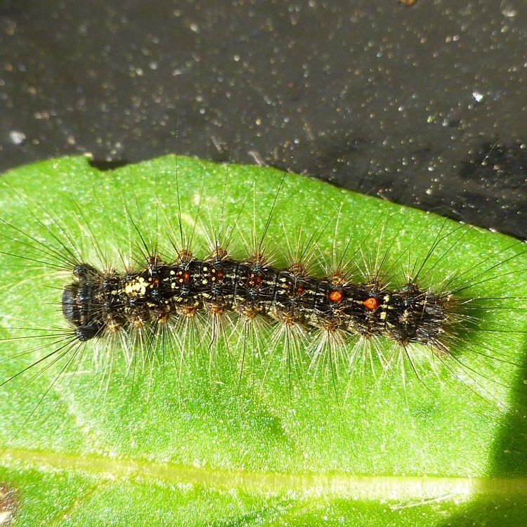 The Gypsy Moth Caterpillar: A Furry Intruder of the Forests