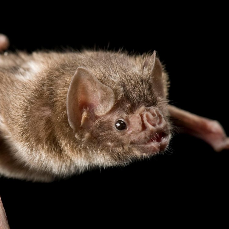 The Mysterious and Misunderstood Vampire Bat