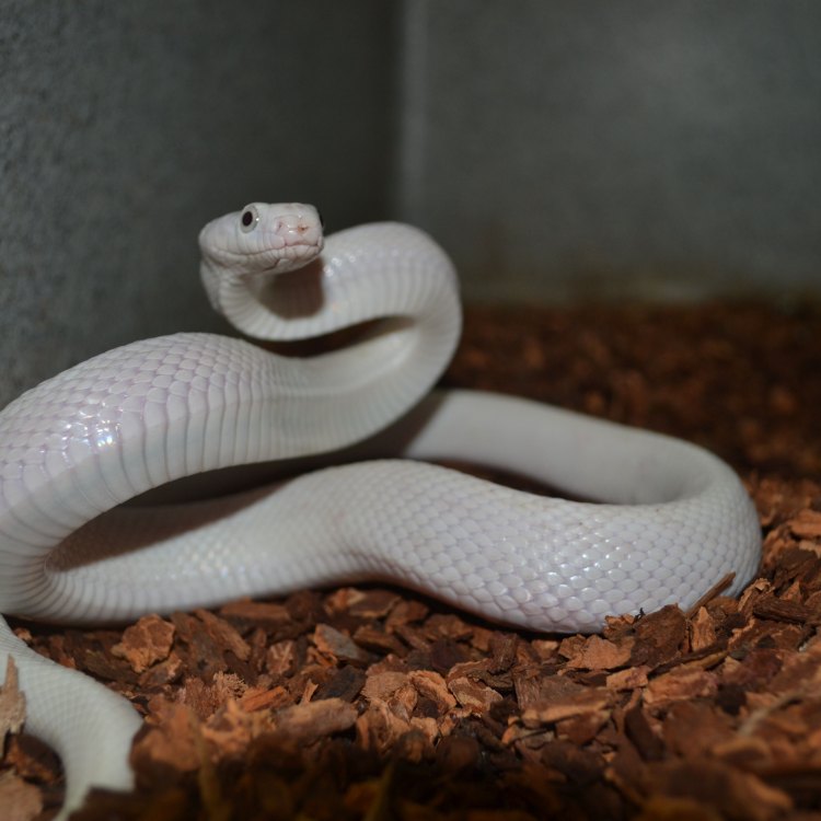 The Fascinating World of the Texas Rat Snake