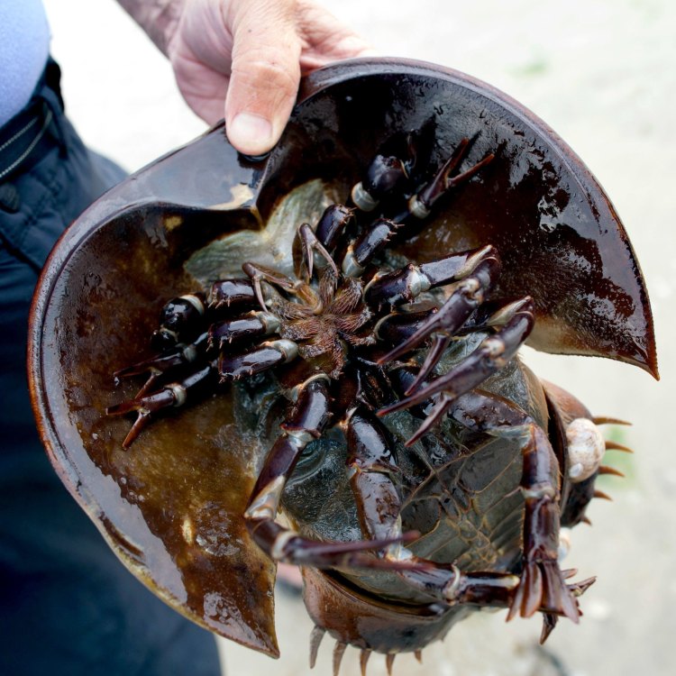 The Remarkable Horseshoe Crab: A Window into Earth's History