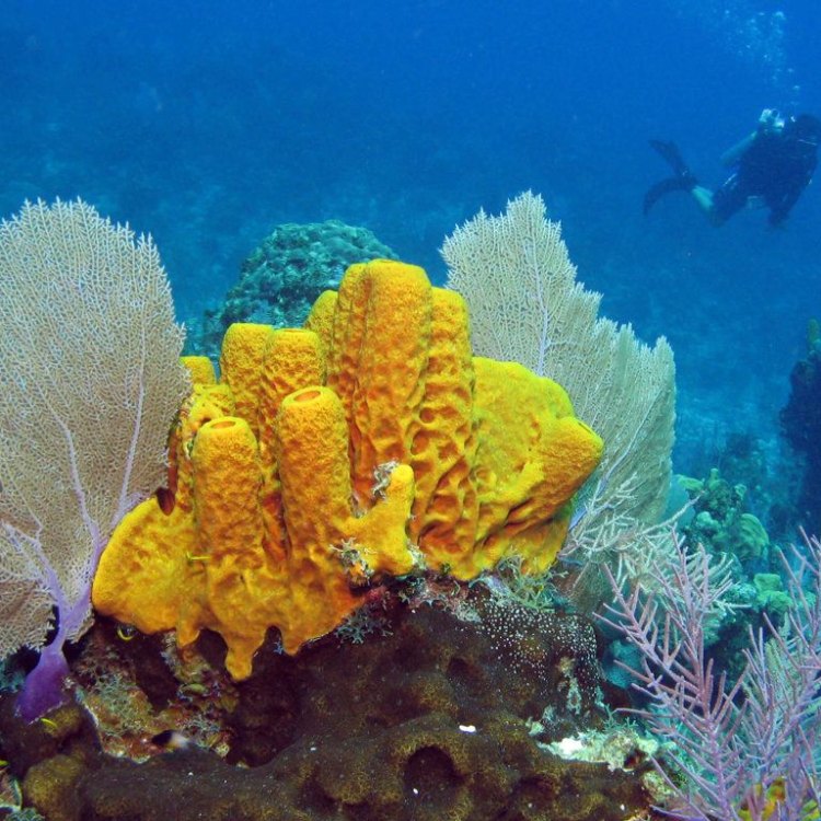 Sponges: The Hidden Heroes of the Ocean