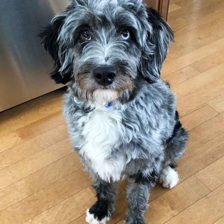 The charming and intelligent Aussiedoodle: A perfect mix of two beloved breeds