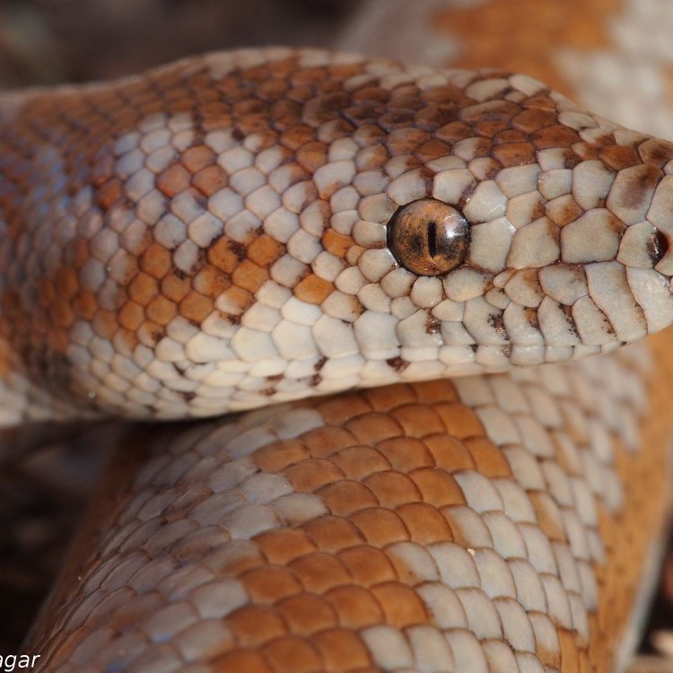 Discover the Fascinating World of the Rosy Boa