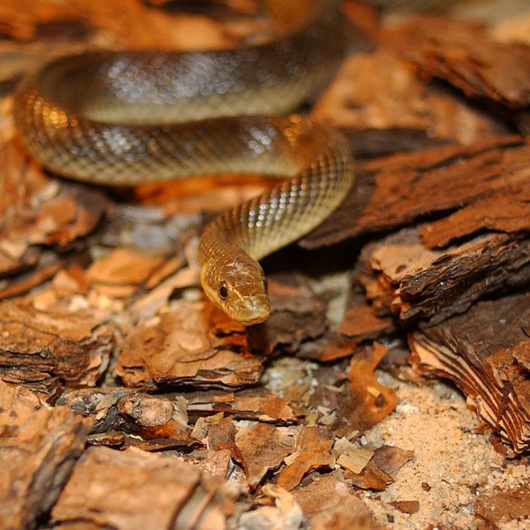 The Mysterious Aesculapian Snake: The Serpent of Life