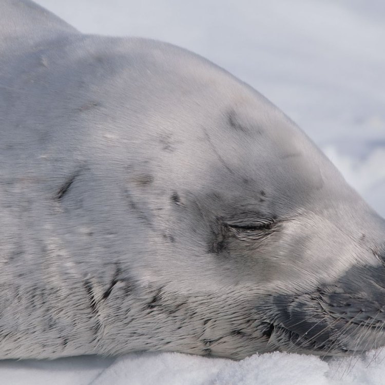 The Fascinating World of the Crabeater Seal: A Master of Krill-Filtering in the Antarctic Ocean