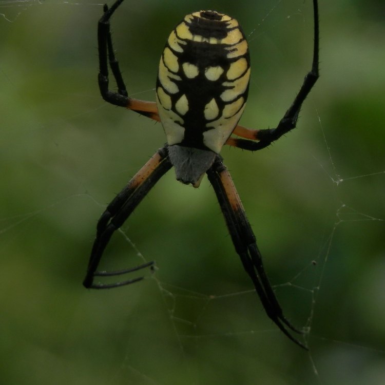 Barn Spider: A Fascinating Predator Lurking in Plain Sight