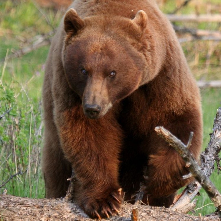 The Charming Cinnamon Bear: A Closer Look at North America's Iconic Ursus Americanus Cinnamomum