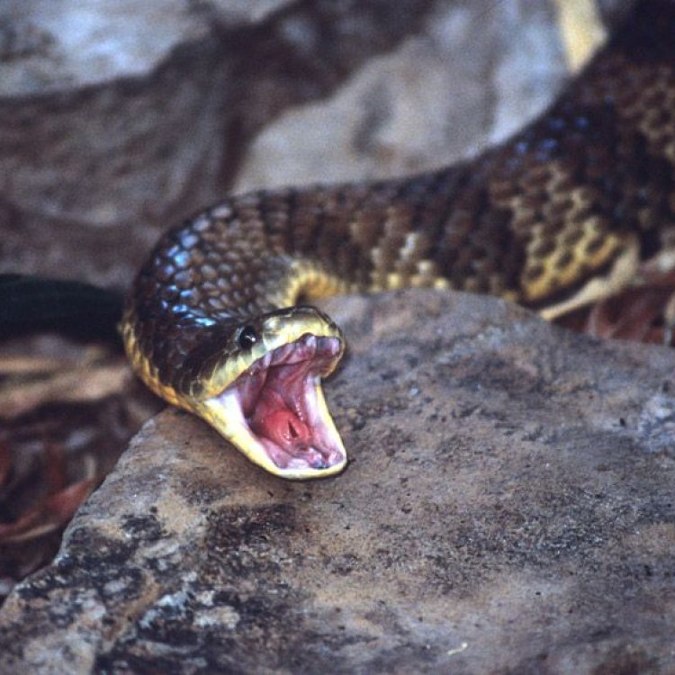 The Mysterious and Fierce Eastern Tiger Snake: A Closer Look at Australia's Iconic Reptile