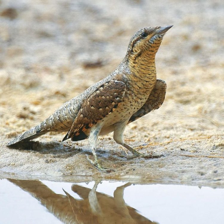 The Curious Case of the Wryneck: A Bird of Wonders