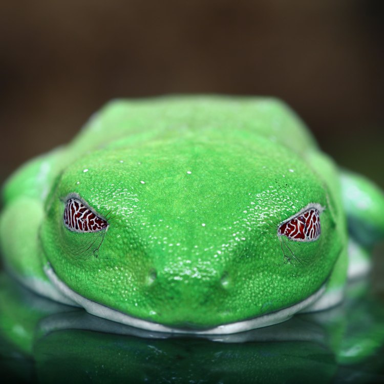 The Amazing Tree Frog: Nature's Little Acrobat