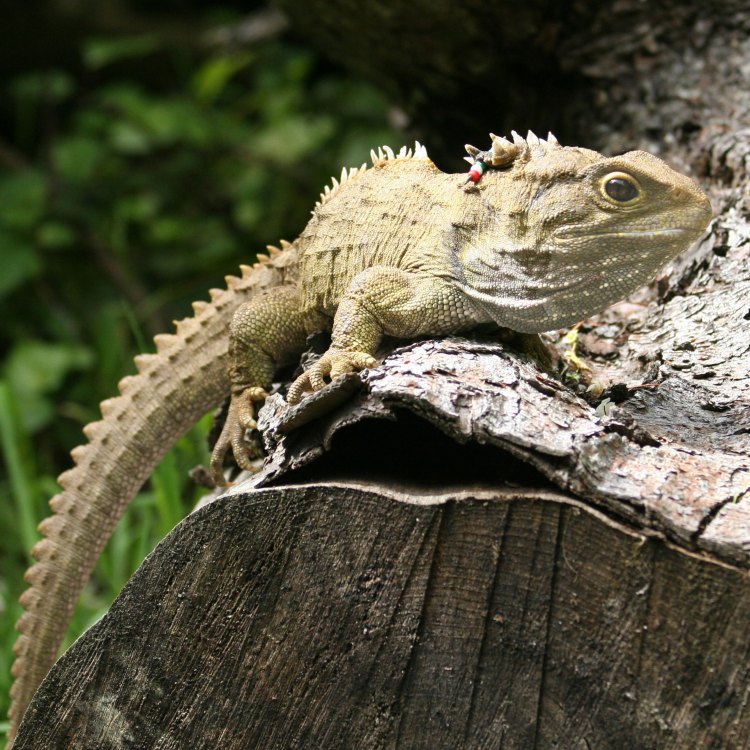 Welcome to the Enigmatic World of the Tuatara: New Zealand's Living Fossil