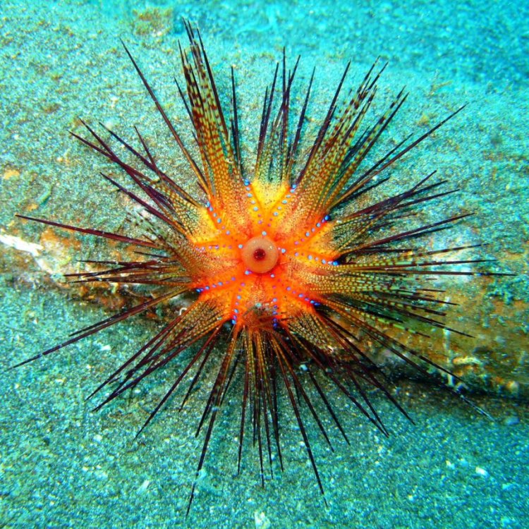 Exploring the Fascinating World of Sea Urchins