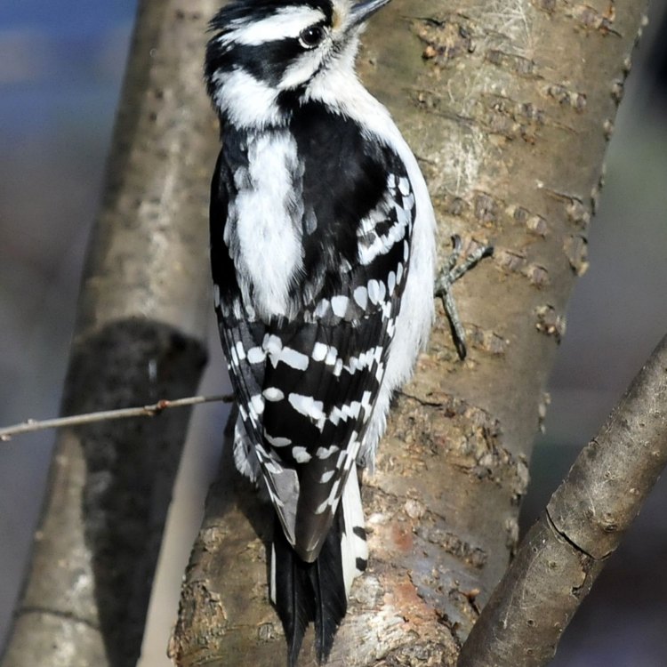 The Endearing Downy Woodpecker: A Fascinating Forest Companion