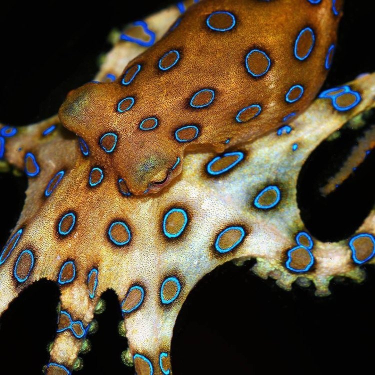 The Elusive and Deadly Blue Ringed Octopus: A Master of Camouflage and Carnivorous Prowess