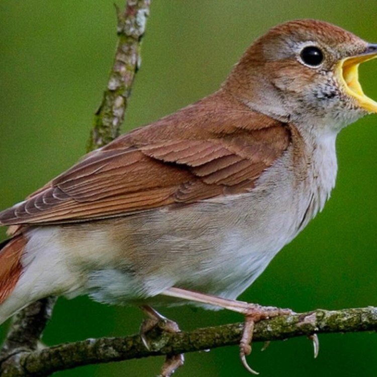 The Mysterious and Melodious Nightingale: Secrets of the Enigmatic Songbird