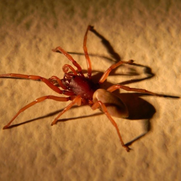 The Misunderstood Woodlouse Spider: Shedding Light on Nature's Tiny Hunter