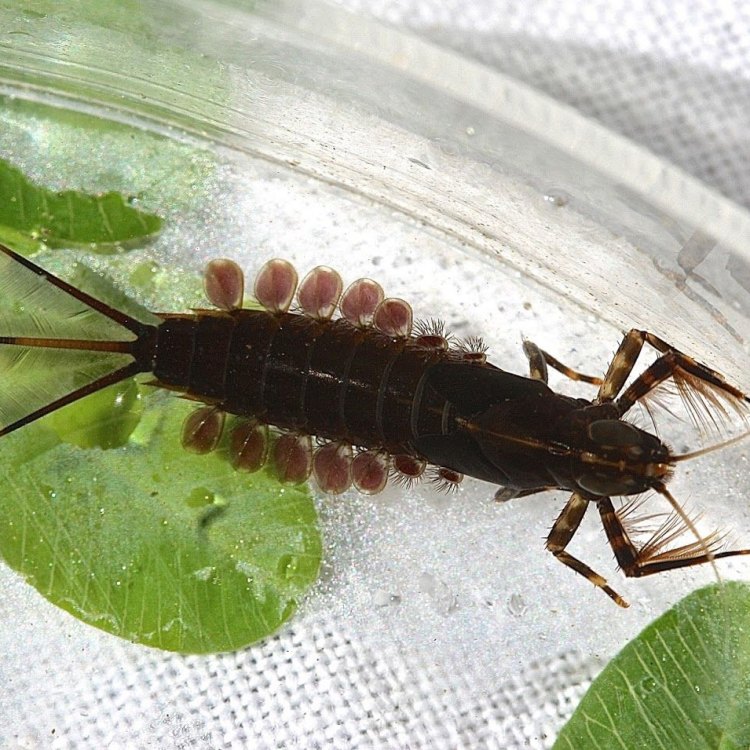 The Fascinating World of the Giant Water Bug