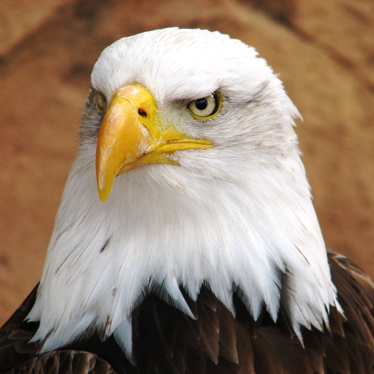 The Mighty Bald Eagle: A National Symbol That Commands Respect and Awe