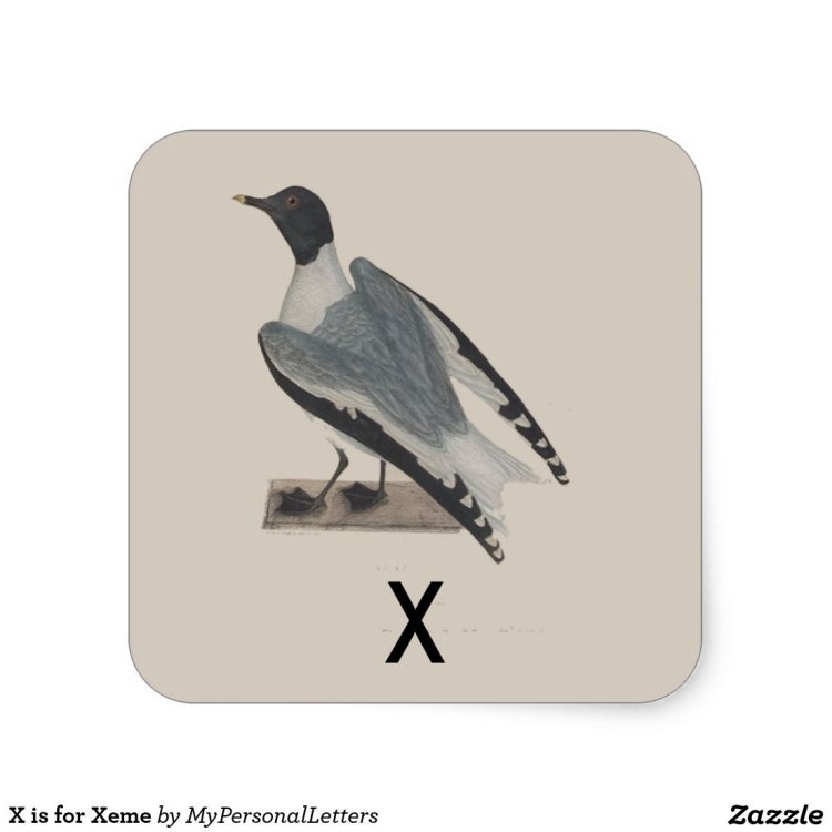 The Xeme: A Small But Mighty Seabird of the Arctic Regions