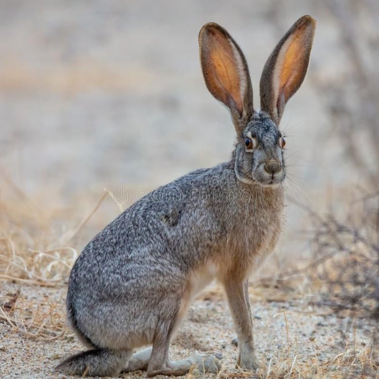 The Amazing Jackrabbit: Surviving in the Harsh Environments of North and Central America