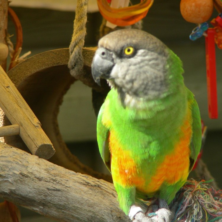 Saving the Senegal Parrot: A Story of Beauty and Struggle