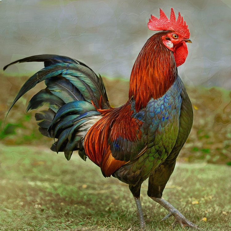 Introducing the Rooster: A Prized Farmyard Resident