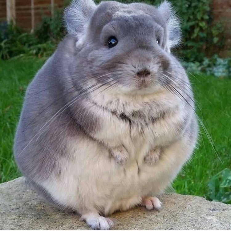 Discovering the Enigmatic Chinchilla: A Small Rodent with a Big Personality